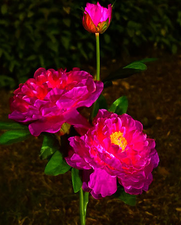 Solar Garden Light, Solar Peony Flower Light, Solar Garden Decoration - Set Of 2